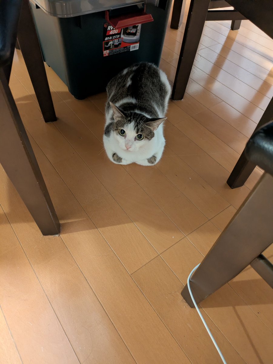 unta0430's tweet photo. ヤエちゃんが香箱っぽく座った時に出るお手々の柄がめっちゃかわゆいのです〜✨ https://t.co/MsEpsnaDny