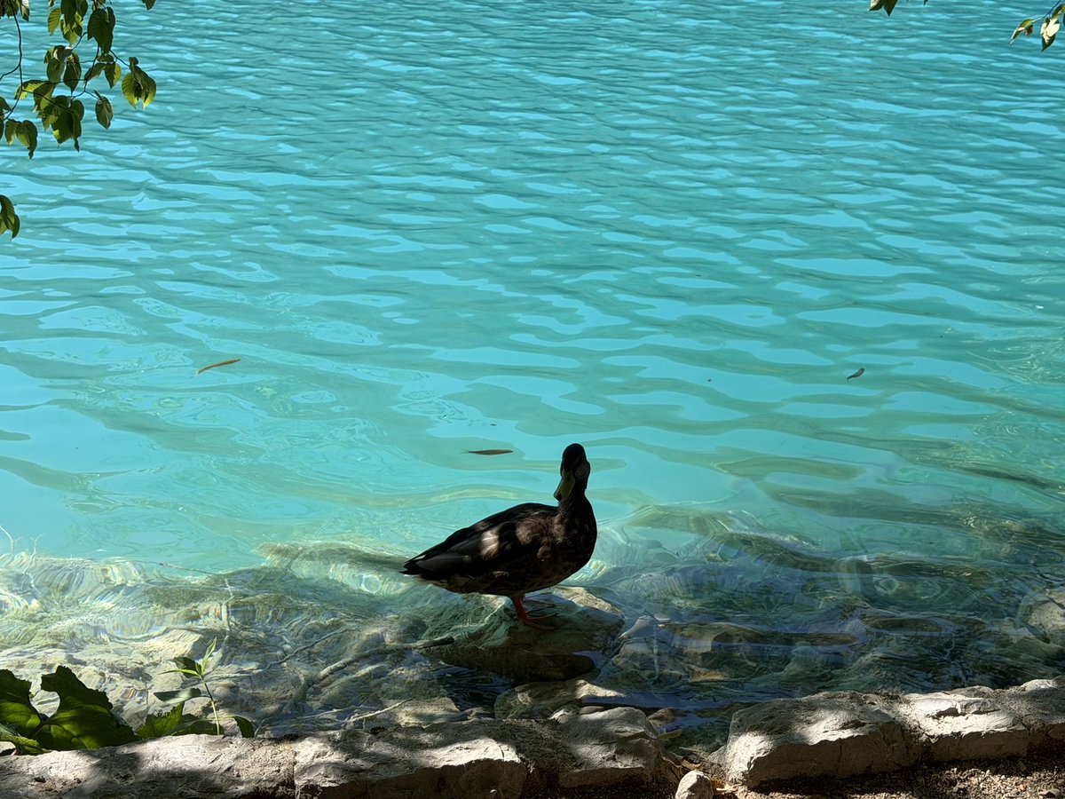 LizParmar's tweet photo. 🤎🦋🌿🦆👒💚

In love with my beautiful Croatia, and all its beauty I’m still discovering.😍

Our drive to Plitvice took almost 2.5 hours, as we made a very special detour through ‘Sinac’, a little village near Otočac in Lika, so my mum could show me where my grandma was from; the actual family home where she grew up. A beautiful little trip down memory lane, listening to her stories and seeing for myself where part of my family began.🏡🥰

And then Plitvice….

I don’t think I’ve ever walked this much in my life, in the heat, with my menopausal body thermostat having a complete malfunction, and somehow loved every minute of it.☀️💛

Walking, laughing with my mama, meeting lovely people along the way, and making wonderful memories together. 

My Croatia. My mama. My heart.❤️