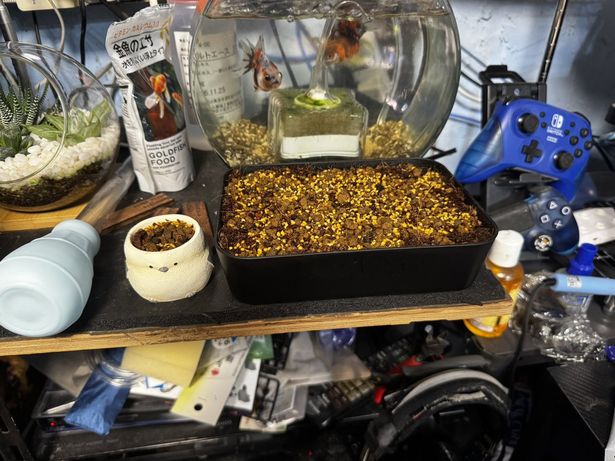 CbykHk2's tweet photo. あ、そういえば亀甲竜の種まき終わってます。
まぁ、この辺は塊根植物ということもあってきちんと管理してもなかなか難しいらしいから管理こそしてもそれ以外は気負うことなく進めていきます https://t.co/xwM027RBip