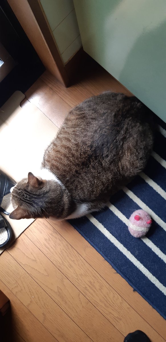 bou0222's tweet photo. たまに浮上したので最新のネッコをな
#ねこ
#猫 https://t.co/sxo0VMhxg2