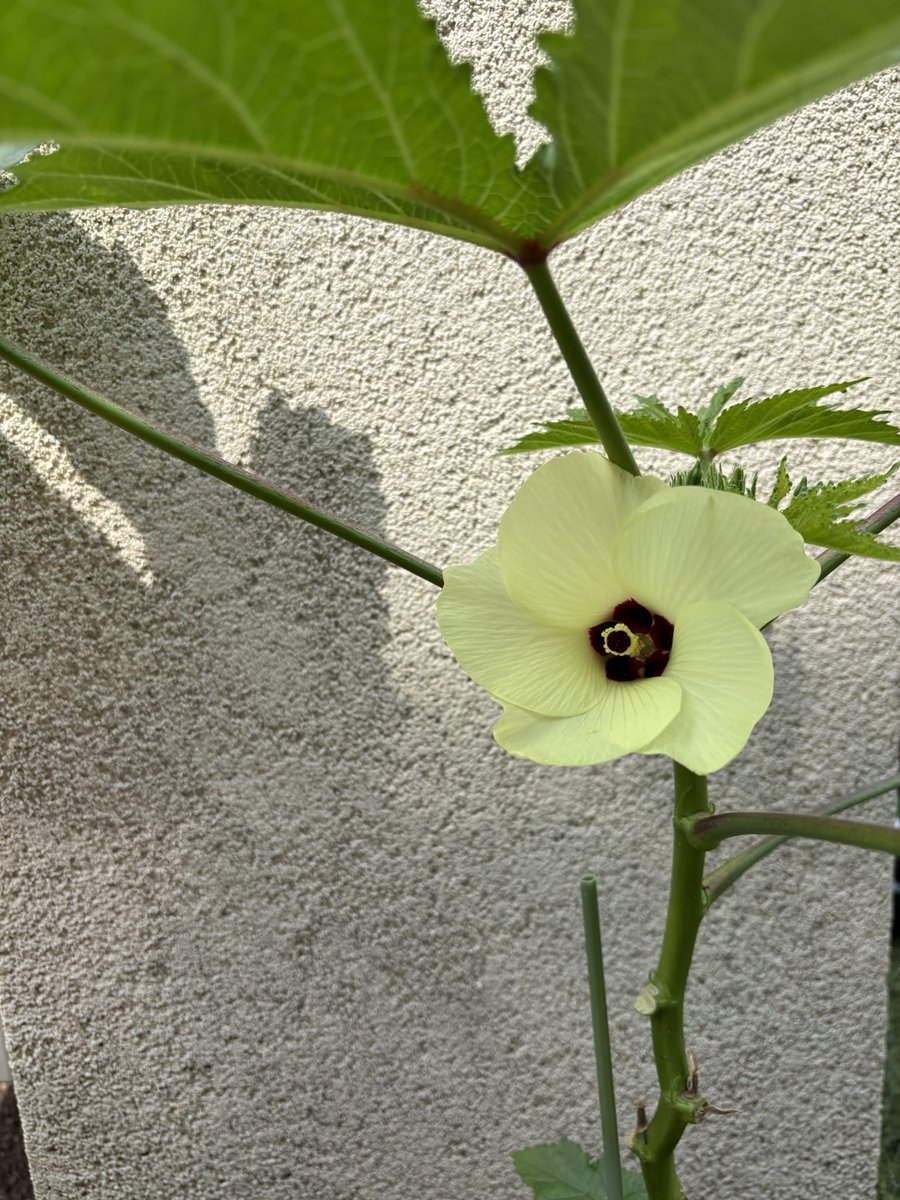 chipi_st33's tweet photo. 毎年楽しみにしてるオクラの花と
次男が育ててるアサガオ🫶癒し〜〜 https://t.co/Sv2RXouaTz