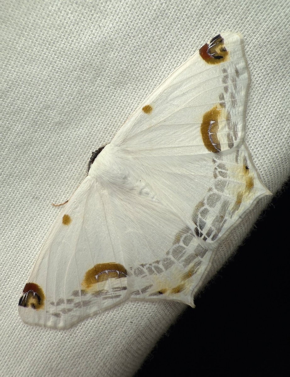 nvolpewild's tweet photo. A night of rare moths! 🥰✨ https://t.co/OunNKe4WXb