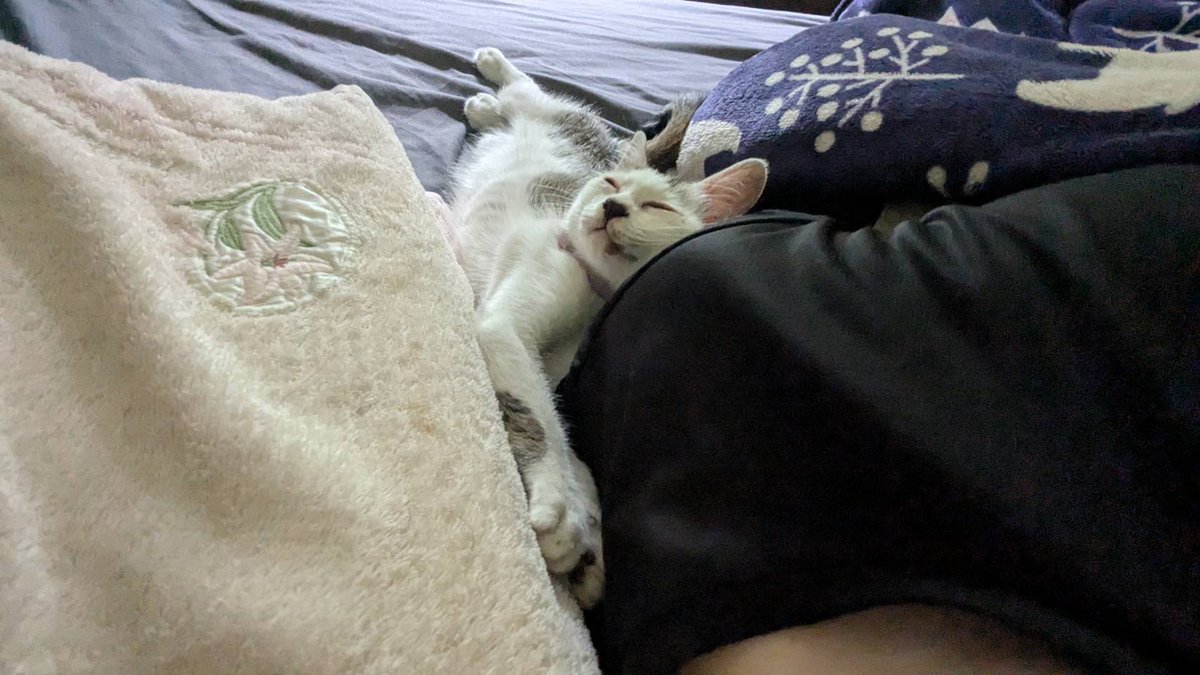 oyuki_gyate's tweet photo. 愛猫の死から2ヶ月半ほど。
悲しみはまだ強く、埋葬したお墓の整備もまだ完了していないオユキですが。
5日前、突如庭に生後2ヶ月ほどの猫が現れ、意味不明なほどの懐きっぷりで、保護しました。
なんと初日からワイの枕元で寝る始末。
夜は大運動会。悲しみもあるのに忙しいという変な状況です。 https://t.co/2TwNTcUxYZ