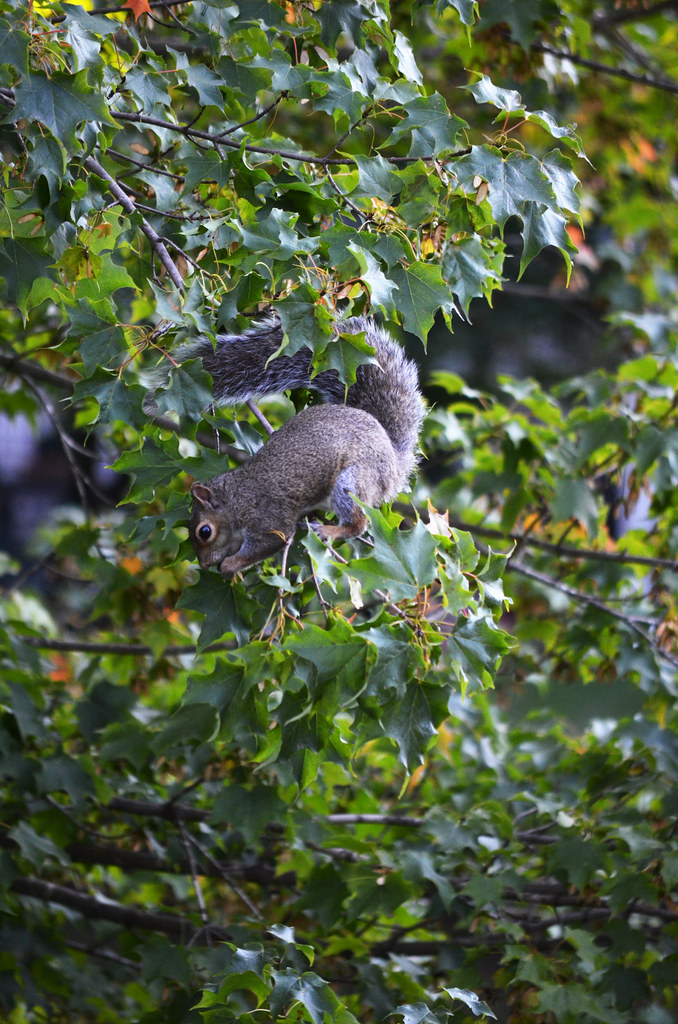 teo__adam's tweet photo. Native to eastern North America, the eastern gray squirrel is described as a highly important natural forest regenerator in its home range. But in places where it has been introduced, especially in Europe, the same species is regarded as invasive. https://t.co/RkLpvu48CX