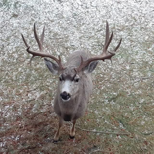 PStarseed420's tweet photo. Almost time to go hang with the big boys again. Some of the nicest Muley's I've ever seen in Oregon. 🙂💚🤙 https://t.co/M3EkY6cSt2