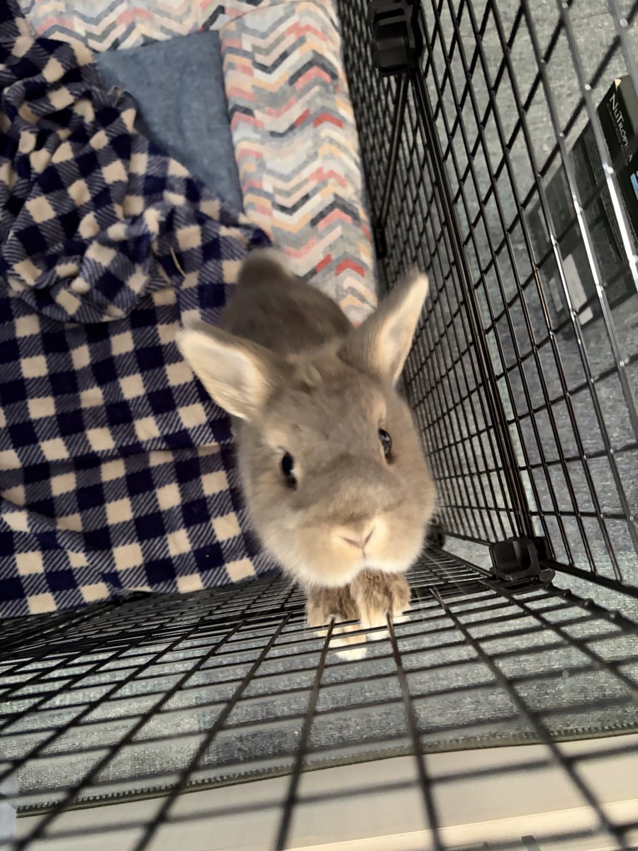 bloodlustvoid's tweet photo. this is how punchy looks like whenever he wants food. criminally adorable https://t.co/SVG0aBhUbJ