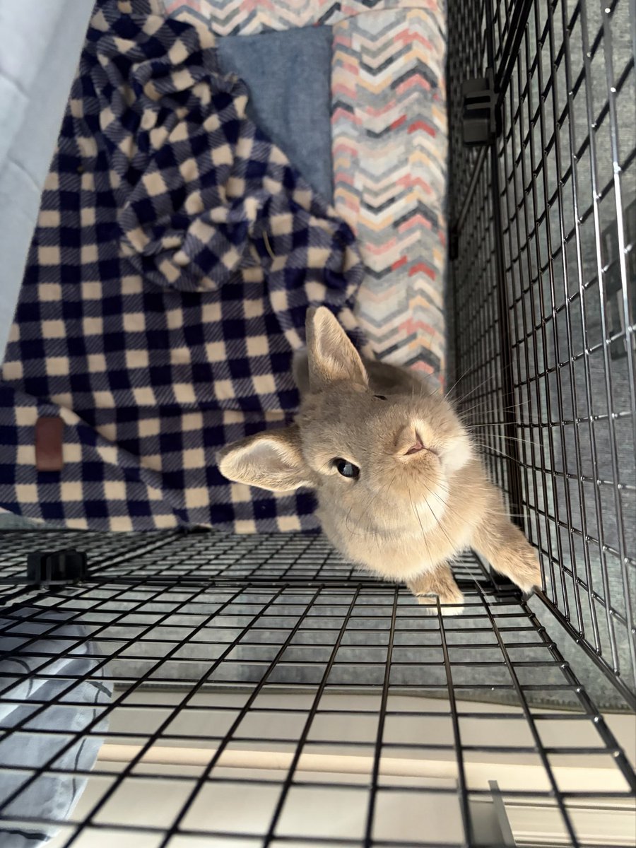 bloodlustvoid's tweet photo. this is how punchy looks like whenever he wants food. criminally adorable https://t.co/SVG0aBhUbJ