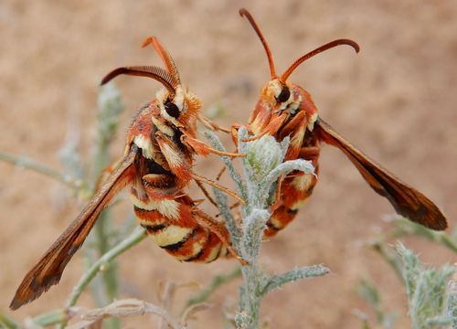 natural77384672's tweet photo. Clearwing moths https://t.co/PLHXxNsFkl