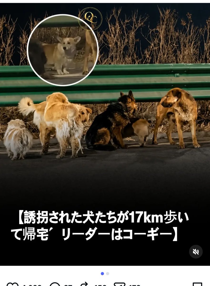 o_ma_me_52's tweet photo. うちのコーギーにこういった事は
厳しそう。 https://t.co/raTDUO1N80