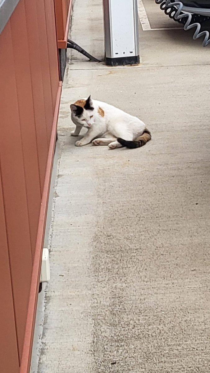 NBuskova's tweet photo. Pomoc! V práci nám pobíhá kočička. Psí detektiv o ní ví, ale nikdo se nehlásí. Velmi se dožaduje pozornosti a lidí ❤️, nemáte někdo místo v posteli pro jeden kočičí kožíšek? Je to holčička. Za retweet budete mít čistější karmu. https://t.co/FAW17vorqI
