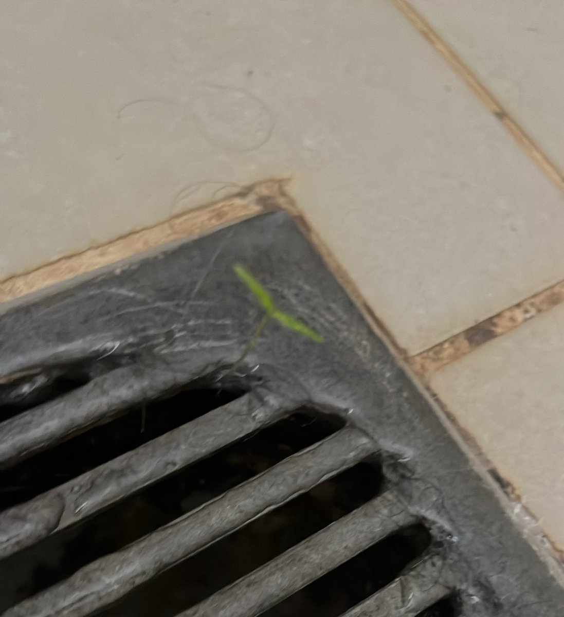 Gijo2468's tweet photo. tem uma planta crescendo no ralo...do meu chuveiro https://t.co/O3UWzzon4j