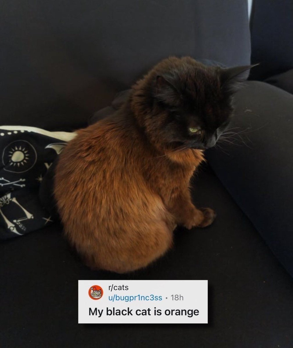Cats_ooc's tweet photo. https://t.co/Nu6ipVX8SU