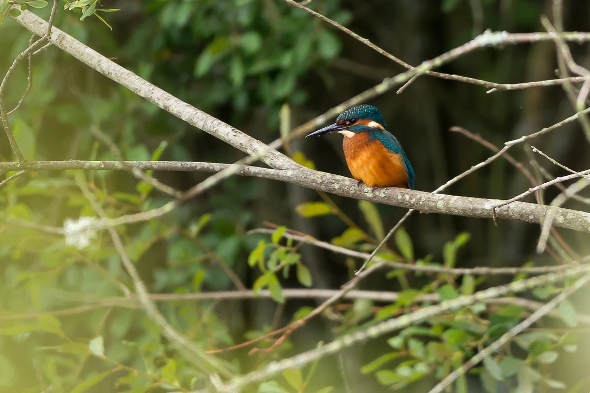 Photograph of Common Kingfisher (Alcedo atthis) bird perched in the undergrowth by the horse training pond, Caesar's Camp, Farnham, Surrey, UK, 26 August 2022.