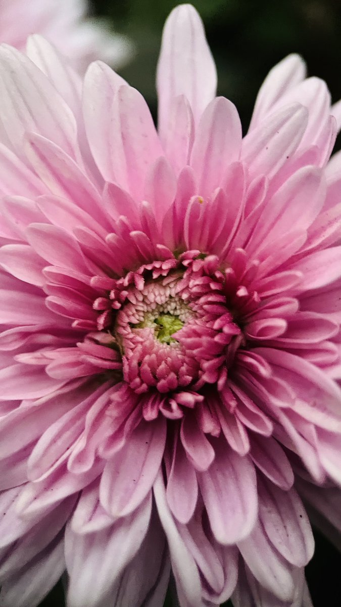 DarrenChen528's tweet photo. Colors Photo Challenge
Day 14 — Pink & Green 🩷💚
Pink unfolds like a held breath.
Green waits at the center, still remembering the earth.
This is how a flower keeps two worlds in one quiet moment.
#ColorsPhotoChallenge #PinkAndGreen #FlowerPhotography #NaturePhotography https://t.co/i99tVVcK3m
