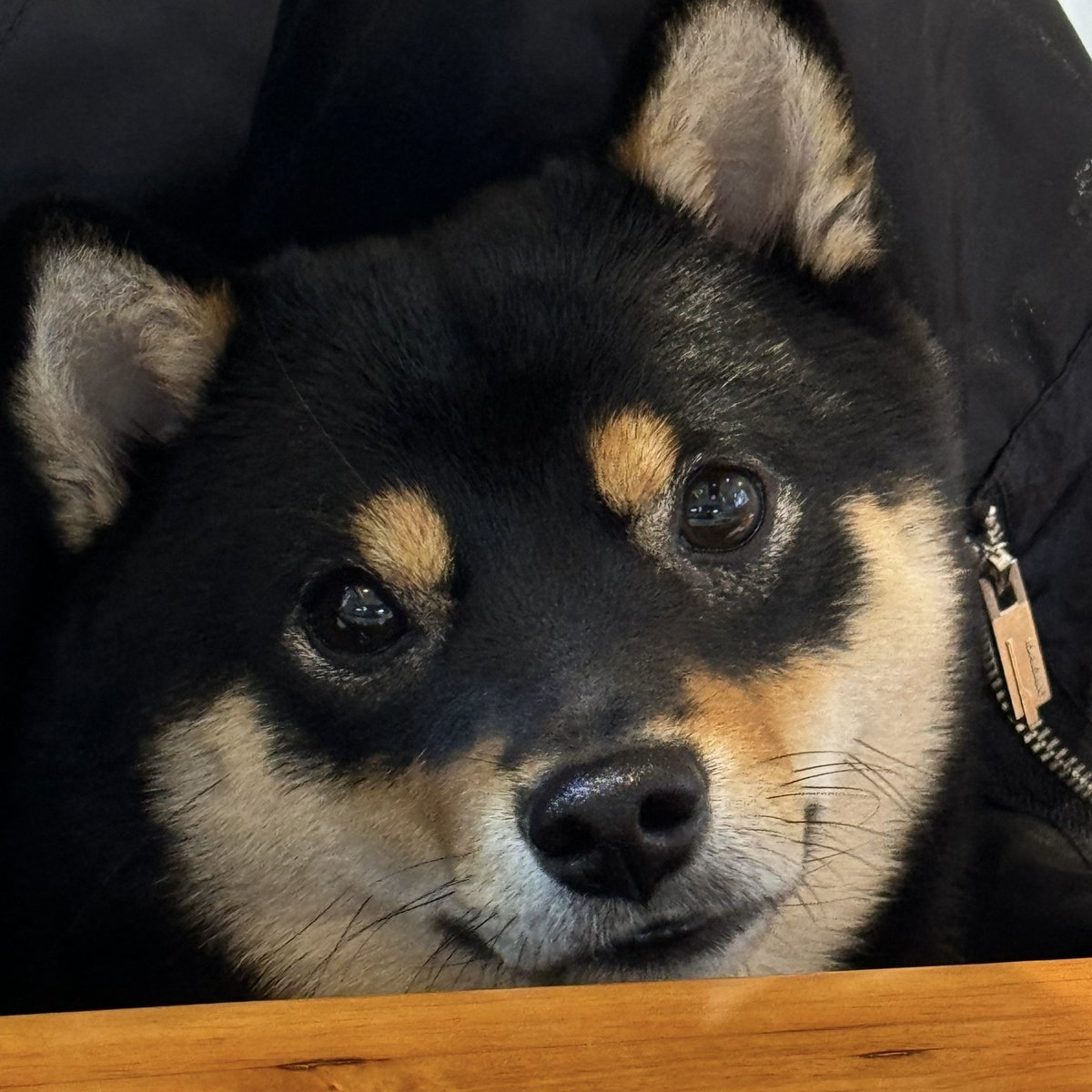 yzzyza's tweet photo. 하하하하ㅏ 추이랑 닮았슴 https://t.co/CnjDpj6pgL