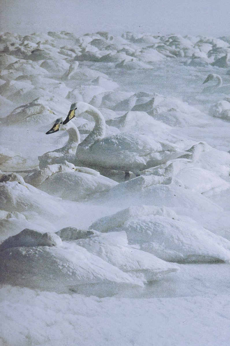 vintagestuff4's tweet photo. Whooper swans sleeping through a snowstorm
Teiji Saga 📸
1980 https://t.co/ZeDtEBhtN9