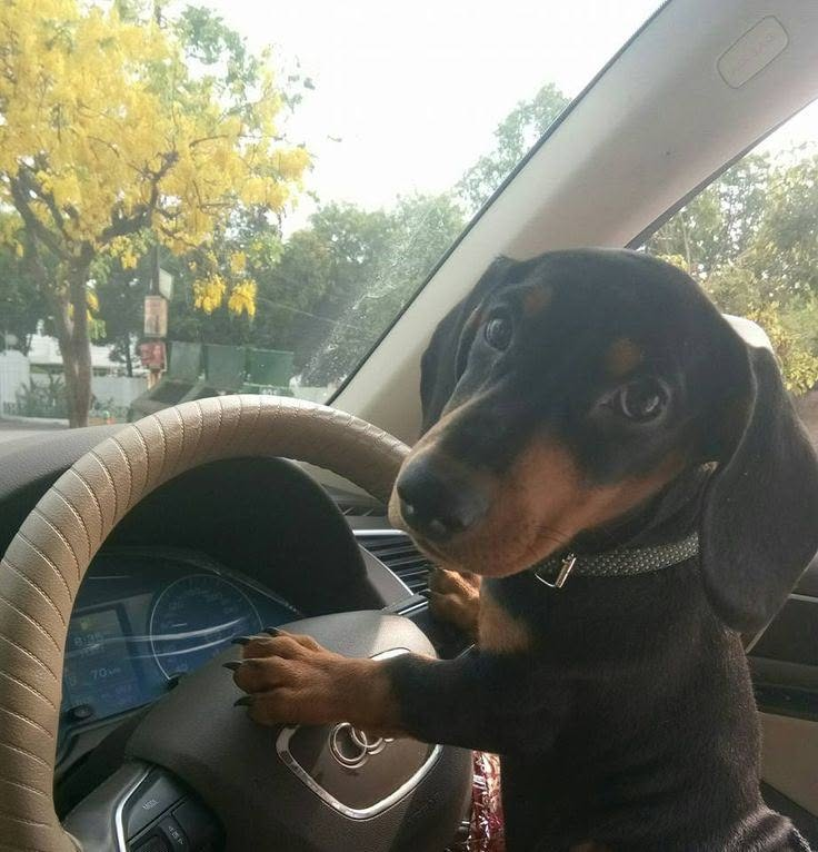 salsichinhas's tweet photo. O seu motorista chegou https://t.co/Oa7sWGIyyI