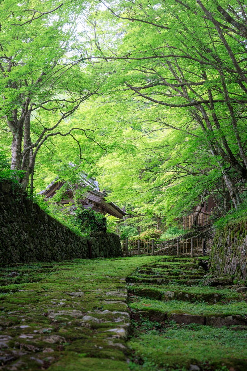 rimaphoto's tweet photo. 緑に包まれた滋賀の寺院 https://t.co/D8mExCqOsp