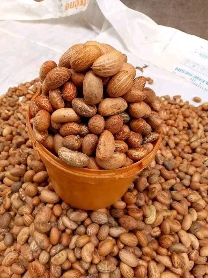 DedayoRoots's tweet photo. Orógbó (bitter kola) is not a snack. 

It's one of the reasons our elders lived past 90 without a pharmacy.

Garcinia kola carries Hydroxy CITRIC ACID, HCA lactone, Isogarcinol, Cyanidin 3, and Vitamin C; a compound stack most "superfoods" CAN'T TOUCH.

🧵👇🏾 https://t.co/TZYlav4wMs