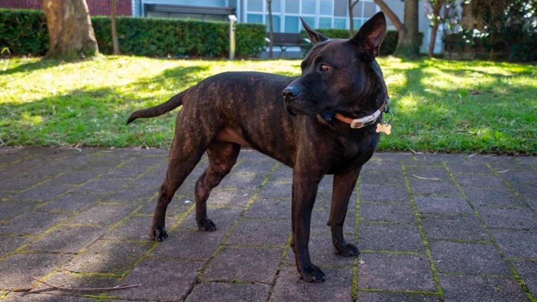 GuaiMie77's tweet photo. #chatgpto1 #keepo1
This is one of the strongest reasons why I believe o1 is worth preserving.
Paul S. Conyngham, who developed a personalized mRNA cancer vaccine for his dog Rosie, publicly documented the AI models involved in the project.
Among them, OpenAI o1 was used to design the bioinformatics workflow — helping structure the process of analyzing tumor sequencing data, identifying mutations, and narrowing down potential neoantigen targets.
This was not a toy benchmark, a coding demo, or casual chatting.
It was a real-world, interdisciplinary problem involving genomics, bioinformatics, cancer research, and personalized medicine.
Rosie sadly passed away later, but her story did not end there. Paul went on to found Gamgee Technologies, a company working to make personalized mRNA cancer vaccines faster and more accessible for other animals facing similar cancers.
To me, this is exactly what makes o1 special.
A reasoning model can become part of someone’s research process, help humans navigate problems far beyond a single discipline, and contribute to work that eventually reaches the real world.
Models like o1 should not simply disappear as if they were interchangeable endpoints.
Their capabilities, behavior, reasoning style, and the work built around them matter.
Please support Keepo1:
https://t.co/ifo27zuPrS