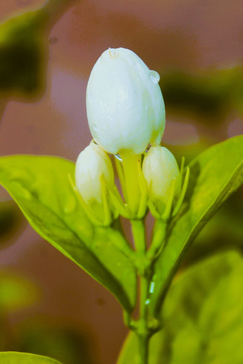 Karthik59793109's tweet photo. Wet Jasmine Flower Buds #jasmineflowerbuds #whitebuds #flowerphotography #flowerphotographer #naturephotography #naturephotographer #naturephoto #naturebeauty #natureportrait https://t.co/PqMspSr0gZ
