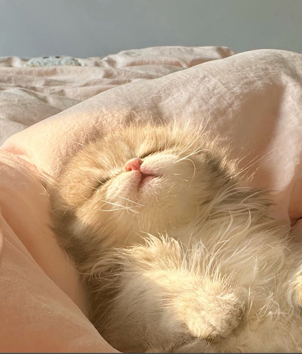 nocontextscats's tweet photo. Heavenly eepy https://t.co/g7Bs3eEtzg