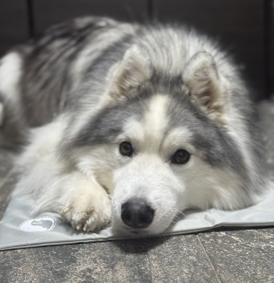 Apollo_Husky_12's tweet photo. ひんやりマットで涼むアポロさん https://t.co/zJ94zaow0g