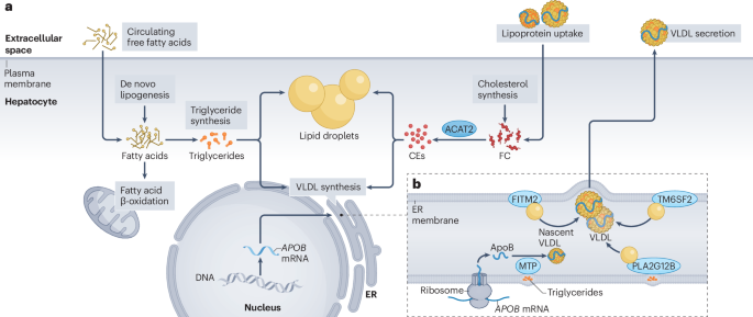 NatRevCardiol's tweet photo. New online!  Dyslipidaemia and hepatic steatosis: mechanisms and implications for lipid-lowering therapy https://t.co/EfWTUpOjPs https://t.co/ODrzEOqANH