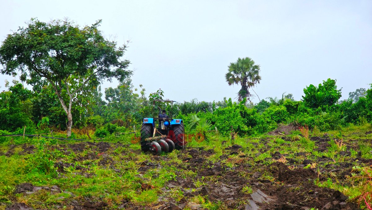 Okeagro's tweet photo. Plowing is one of the important steps in preparing farmland. It helps loosen compacted soil, control weeds, improve soil aeration, and create a better environment for roots to grow.
Healthy soil. Strong roots. Better crops. 
#viral #reelsinstagram #relatable #trending #OkeAgro https://t.co/QSxoNPrE4e