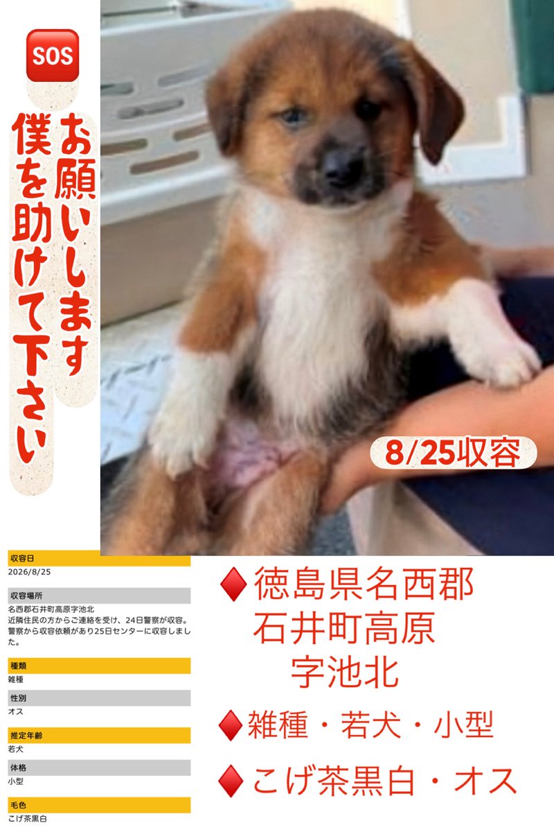 Rubylov65969168's tweet photo. 🆘徳島県動物愛護管理センター🆘

🚨🆘緊急‼️拡散希望🆘🚨
【僕は、どうしてここにいるの⁉️】

徳島県動物愛護管理センターに また
幼い子犬が収容されています‼️

お母さんは⁉️
きょうだいは⁉️
何故 この小さな命がここに独りぼっちで
いたのか分かりません

分かっているのは8/25日に名西郡石井町で保護され 今は冷たいコンクリートの上で
明日を待っているということだけです‼️

だからお願いです‼️
皆様の「拡散」が この子を救う力になります

どうか
この子犬の存在を一人でも多くの方へ
届けてください🙇‍♀️

🚨この小さな命を繋ぐために 拡散のご協力              をよろしくお願いします🙏

#保護犬 #徳島県 #里親募集 #拡散希望 #助けて #子犬 #命の重さ

https://t.co/bqCFv4X13q