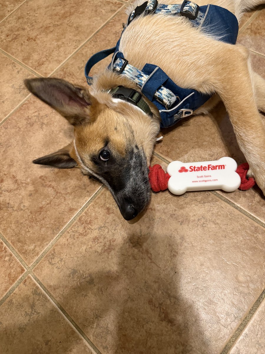 SFAgentScottG's tweet photo. Want one for your pup!? Stop in TODAY!! 🐶❤️ https://t.co/vbETfDKSvU
