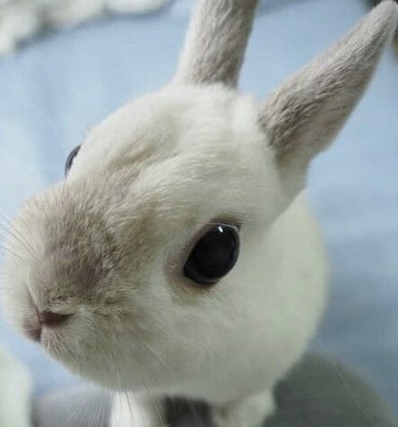 hollbunny's tweet photo. oh Hello little bunny and why Are you so close to the Camera even ... https://t.co/EiIuTdMxRp