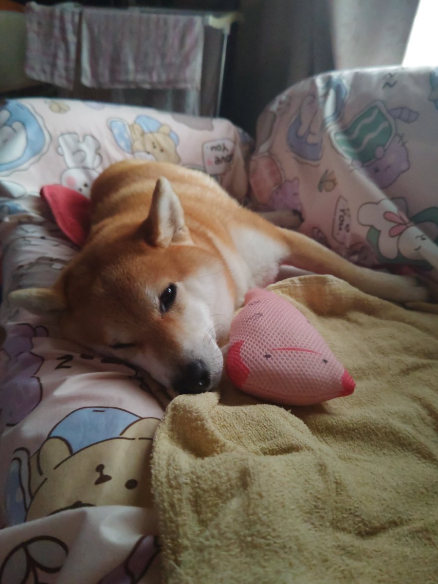 HarukaAkituki's tweet photo. 8月27日
①ママ〜!!今日もお留守番なの!?🥺
②ママ〜!!ご褒美のオヤツちょうだい〜!!
(もう食べたよ🤣)
③お友達のウーバーさんとお昼寝🐑💤
④雨降り出す前に夕散歩。トイプーのお友達に会えたよ。
 #彩葉の日常 https://t.co/HZqMOmavw8
