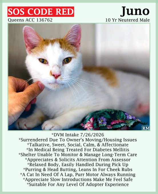 sachikoko's tweet photo. 🆘CODE RED🆘RELISTED TBK SAT 8/29/26🆘🙏🏾PLZ SHARE🆘
🙏🏾PLZ #PLEDGE 2 SAVE MY LIFE
💘Sweet 11YO #Senior White &amp; Orange #Tabby Kitty "JUNO"💘
💔😿Owner Lost Housing, Has Diabetes
🚨Needs #Adoption #Rescue #Foster🚨
▶️136762  https://t.co/1BaoSGE1QV
🙏🏽#AdoptDontShop
#Queens #NYCACC https://t.co/gzQK3JtaBu