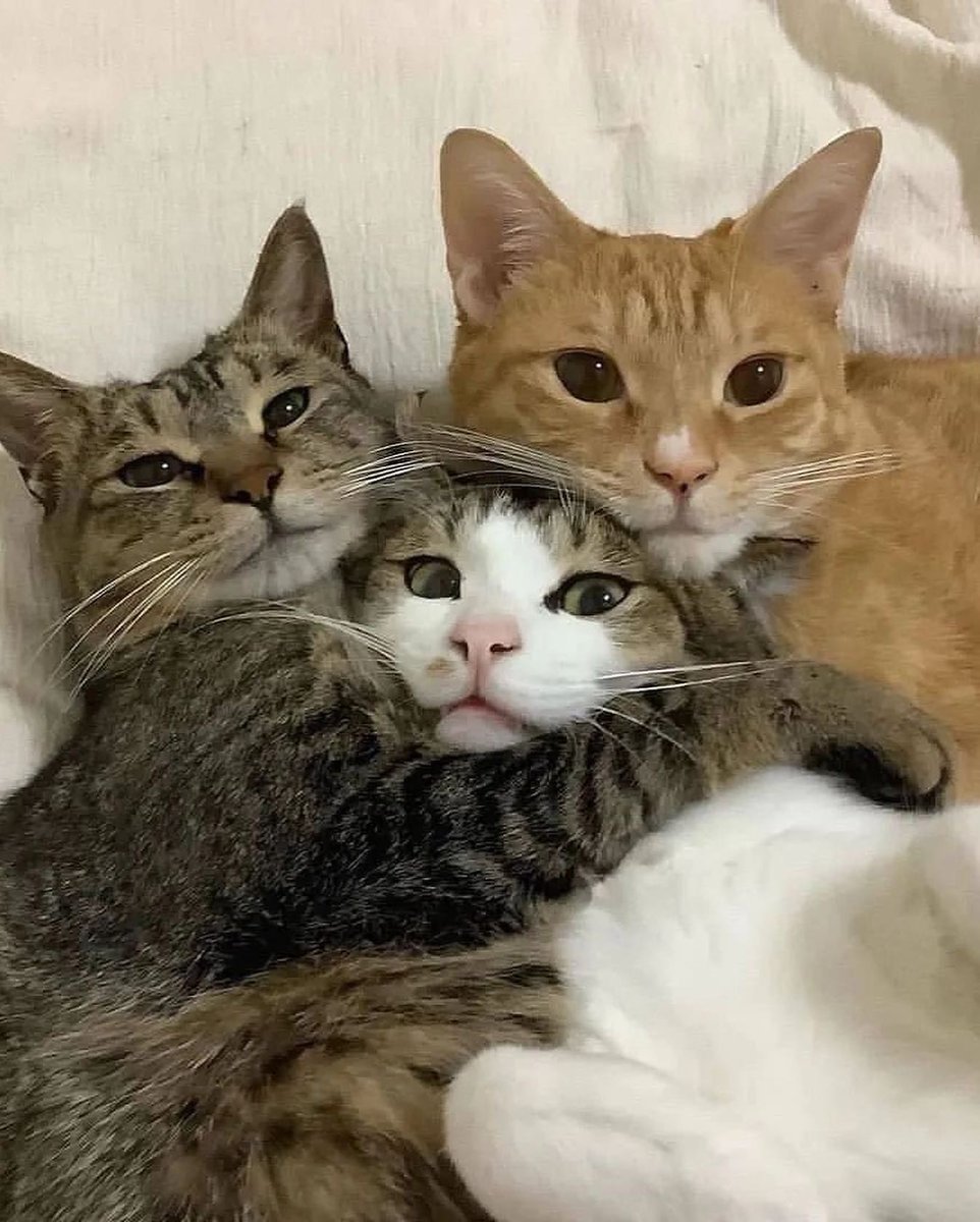 PunchingCat's tweet photo. https://t.co/NVROVqAX2S