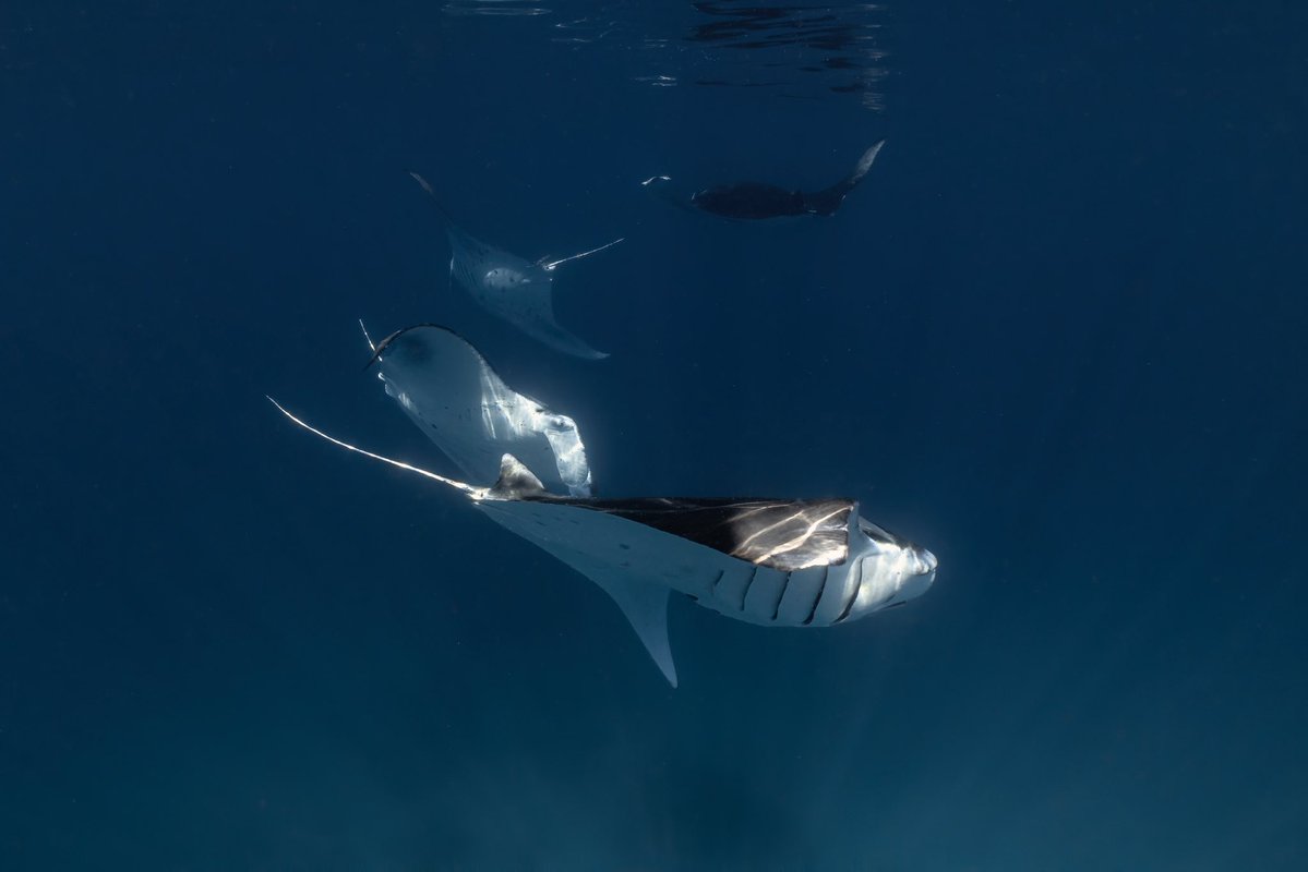 _DiveTheWorld_'s tweet photo. How many manta rays can you count? 👀💙

Four reef manta rays circling through the blue, crossing paths like a perfectly choreographed dance. Moments like this never get old. ✨🌊

#Maldives #MantaRay #OceanLife https://t.co/C4hzFs4xcp