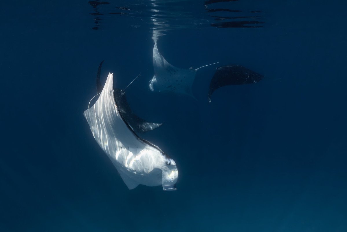 _DiveTheWorld_'s tweet photo. How many manta rays can you count? 👀💙

Four reef manta rays circling through the blue, crossing paths like a perfectly choreographed dance. Moments like this never get old. ✨🌊

#Maldives #MantaRay #OceanLife https://t.co/C4hzFs4xcp