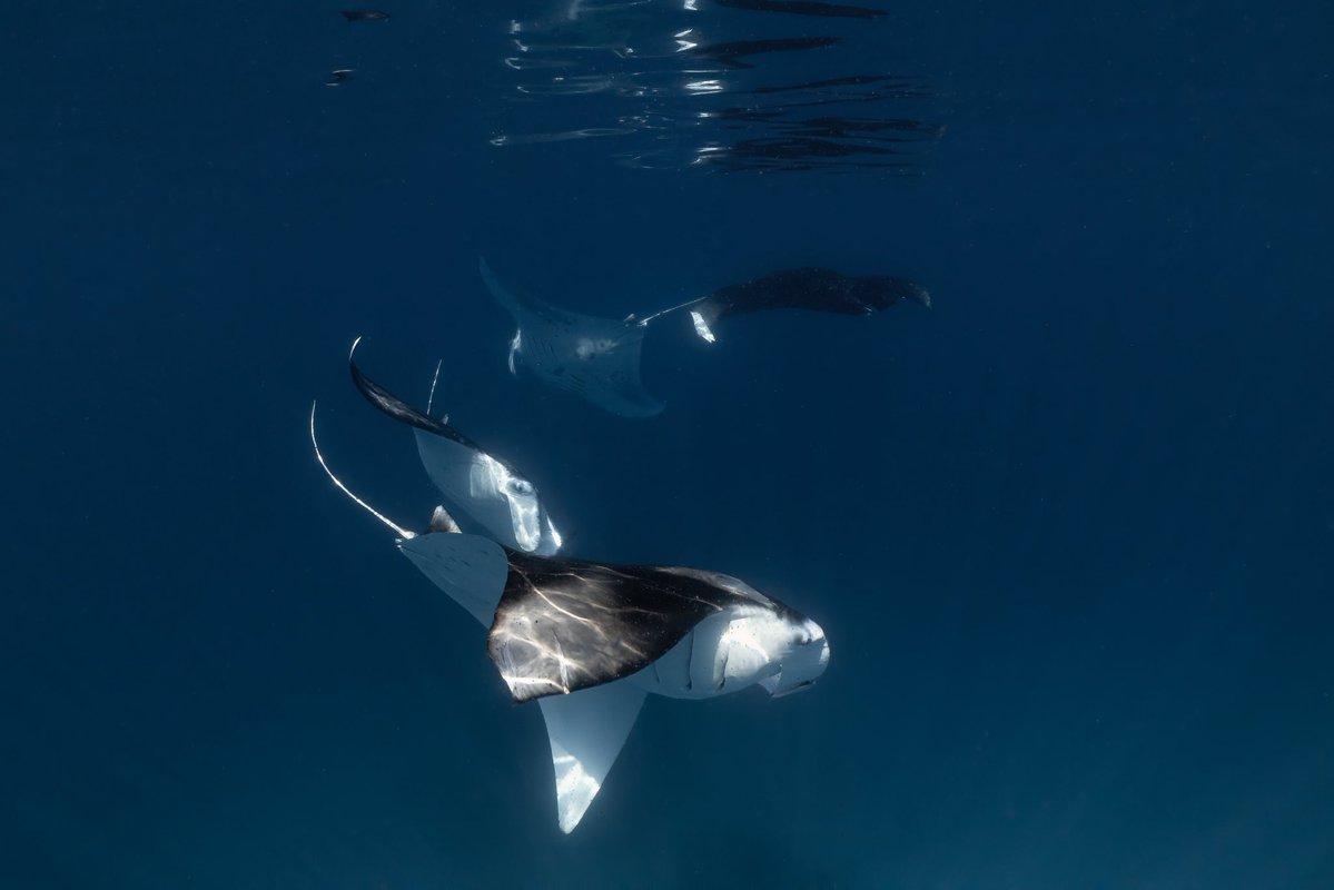 _DiveTheWorld_'s tweet photo. How many manta rays can you count? 👀💙

Four reef manta rays circling through the blue, crossing paths like a perfectly choreographed dance. Moments like this never get old. ✨🌊

#Maldives #MantaRay #OceanLife https://t.co/C4hzFs4xcp
