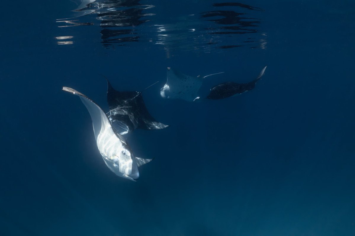 _DiveTheWorld_'s tweet photo. How many manta rays can you count? 👀💙

Four reef manta rays circling through the blue, crossing paths like a perfectly choreographed dance. Moments like this never get old. ✨🌊

#Maldives #MantaRay #OceanLife https://t.co/C4hzFs4xcp