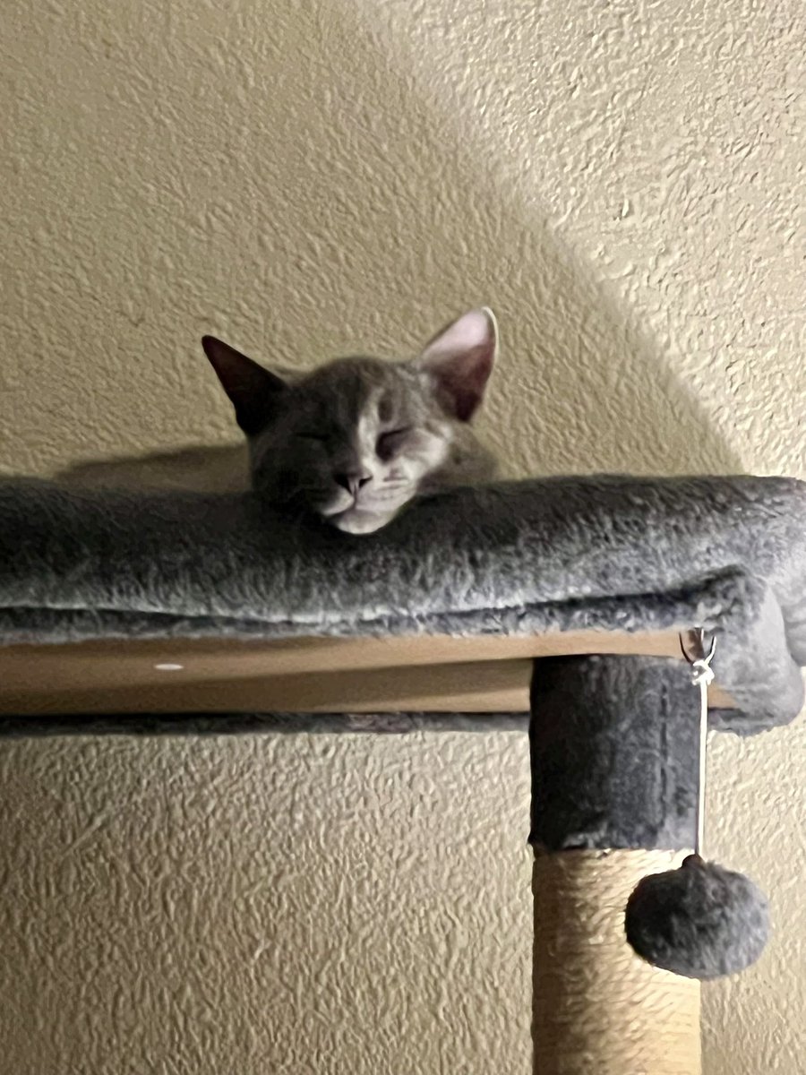 PraySteadfastly's tweet photo. So as it turns out Hannah, who who’s lovingly called “sister,” is a “mister,” now what to do about his name?
When we got him they told me he was a girl, and at only five months old he could still transition to a different name. Poor baby. Pictures for reference.(inc: Maccabee). https://t.co/1Ohs6UcPH7