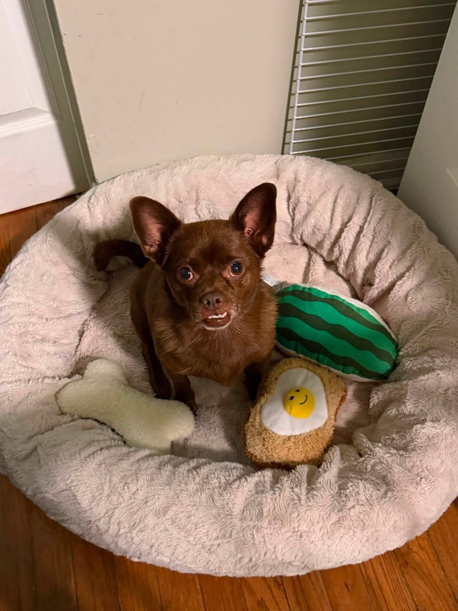 dogs_dc's tweet photo. Thursday, August 27, 2026

PLEASE🙏 share for:

Furever Safe Rescue
Hughesville, MD 20637

(301) 643-4723

🚨 ANY FOSTERS💕 OUT THERE?? 🚨

Milo🐾🐾 is still waiting for a foster💕 home. 💔 We really hoped we had a plan for this sweet boy, but unfortunately it fell through.

Milo🐾🐾 is a 6 year old Chihuahua mix who is recovering from kennel cough. He needs to be the only dog in the home temporarily while he finishes recovering.

He’s a sweet, gentle little guy who does well with everyone and would love a cozy place to rest and feel safe. ❤️ His kennel cough is temporary — he just needs someone willing to give him a place to recover.

Can anyone open their home💕 to Milo🐾🐾, even temporarily? 🥺

📲 Apply at https://t.co/lNagMvaTmW

Always adopt, don’t shop for a dog.🐾🐾

Rescue, Dogs, Rock!🐾🐾

In addition, please have your pets, spayed or neutered!
#adoptme
#rescuedogsrock
#adoptarescuedog
#fosterarescuedog
#fosteringsavesdogslives