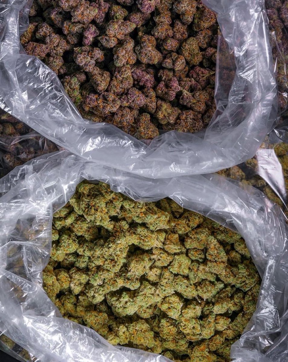 MonroyGanjanous's tweet photo. Purple or green? 👀

#southside #atlweed #atlplug #atl #atlanta #pluginatl #atlzal #atlweedman #AtlantaExotic #atlantaplug #Arizonaweed #coketwt #420community #JoinTheSesh #weedfamily #DAILYMEDS #Weedmob #smokesesh #StonerFam #WeedLovers #WEEDlife #weed #buds #CannabisCommunity https://t.co/WrlBTSysqY
