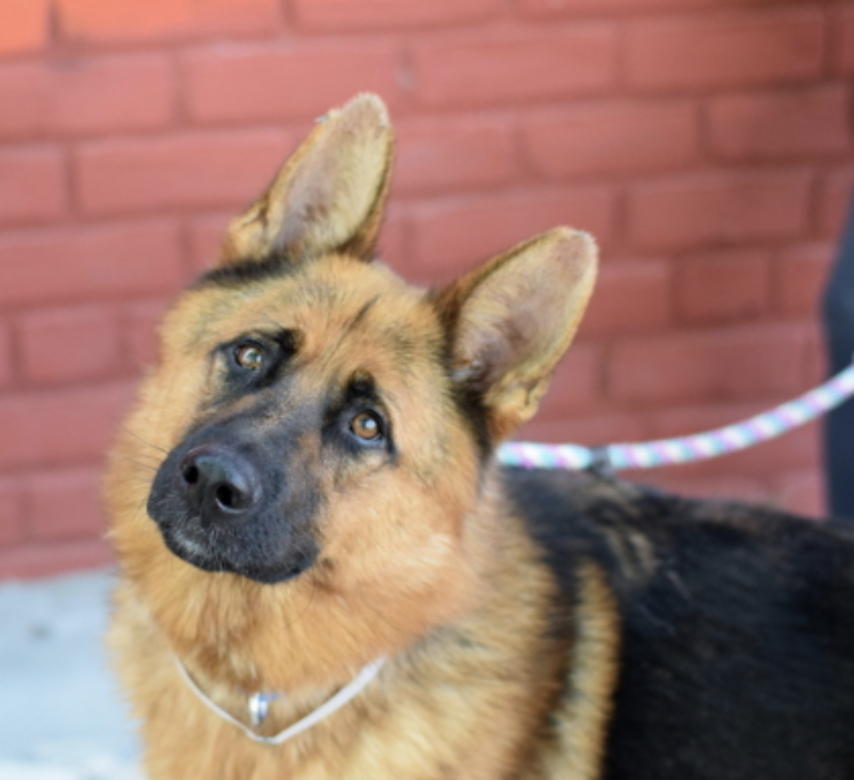 BeeDoDoobieDo's tweet photo. JERRY is still looking for his Elaine☕️
Patiently he waits, Day #19 under his belt

A stunning GSD he is 1yr old, will be a great 
motivator to get out & walk, sniff, learn cues, 
tricks from 🫵🏼YOU. 
Introduce him to the world, be his world🌎
https://t.co/6wJv16zGYv😍#AdoptLove