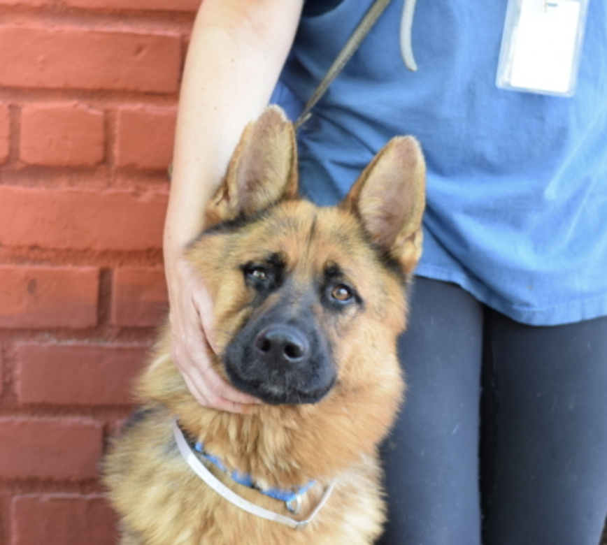 BeeDoDoobieDo's tweet photo. JERRY is still looking for his Elaine☕️
Patiently he waits, Day #19 under his belt

A stunning GSD he is 1yr old, will be a great 
motivator to get out & walk, sniff, learn cues, 
tricks from 🫵🏼YOU. 
Introduce him to the world, be his world🌎
https://t.co/6wJv16zGYv😍#AdoptLove