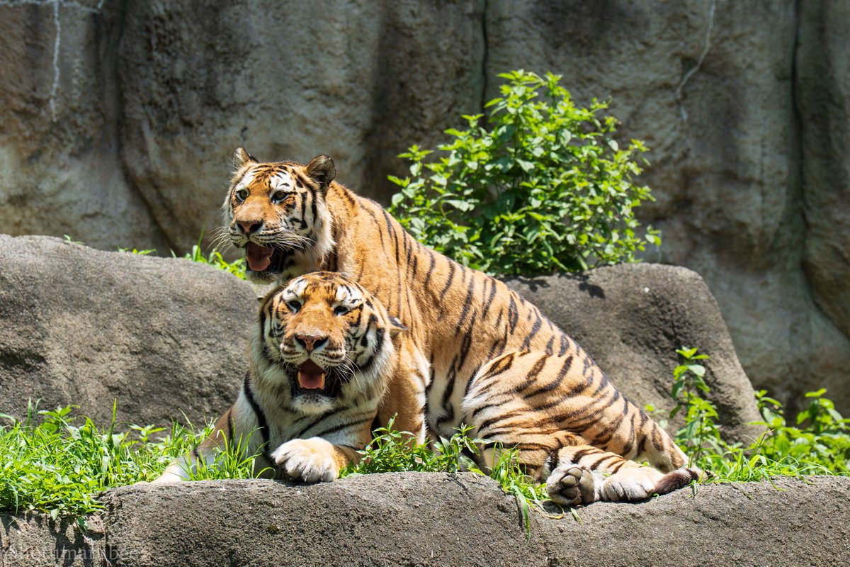 hotumarubee_d's tweet photo. 浜松市動物園
@hamamatsuzoo 
アムールトラ
仲良しなソーンとローラ🐯💗
 #浜松市動物園 
 #アムールトラ  #ソーン  #ローラ 
 #盾の一族亜種 https://t.co/ksqRhuIg1p