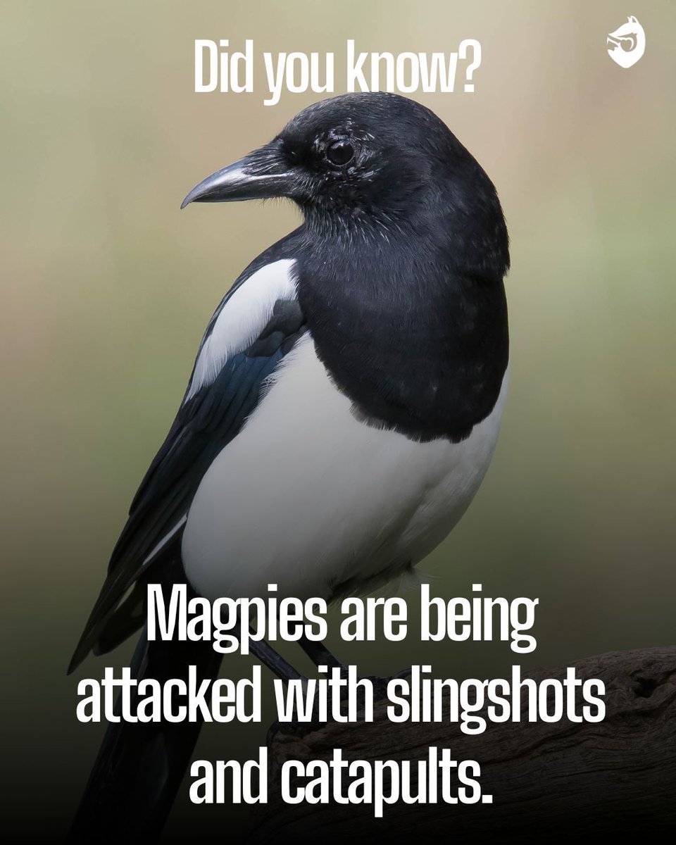 ProtectTheWild_'s tweet photo. No bird is safe. Help stop this, it takes two seconds! https://t.co/TigEkDXxvl