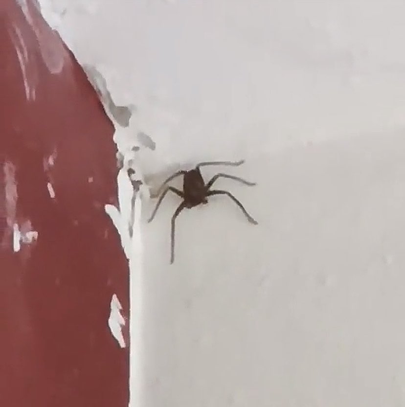 ExoticVampire_'s tweet photo. ¿Qué se hace cuando encuentras esto en tu casa? Pregunta seria https://t.co/84f0aOLNmU