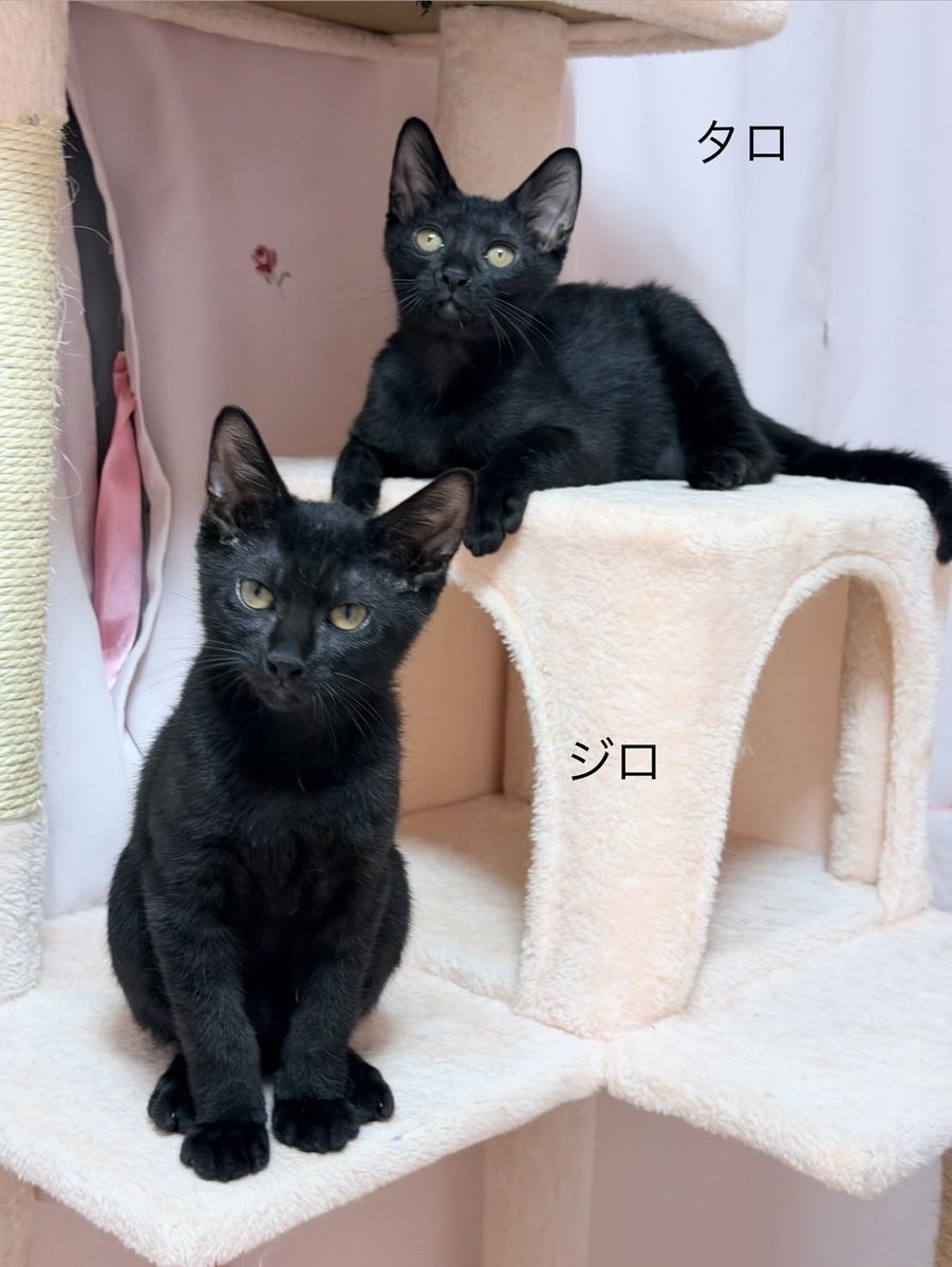 shosukereiko's tweet photo. ふたりとも、、何か思うところがあるのかしら…

＃猫里親募集中
＃タロとジロ
＃黒猫 https://t.co/6AofQBXP6t