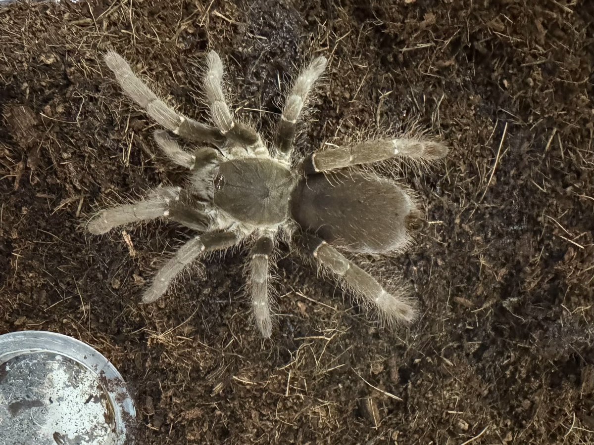 peau_de's tweet photo. お引越しして落ち着いたキウイと激おこキウイ  #Ceratogyrus marshalli  #Hysterocrates hercules https://t.co/ci7glFPg98