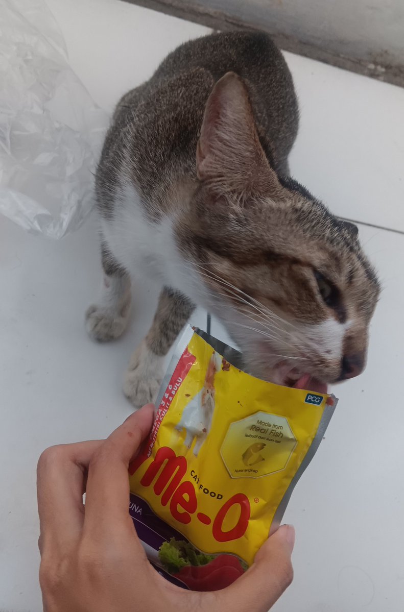 laroungee's tweet photo. miaww https://t.co/ZFllXEy7I6